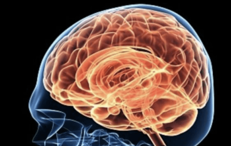 El cervell és clau alhora d'explicar el dolor